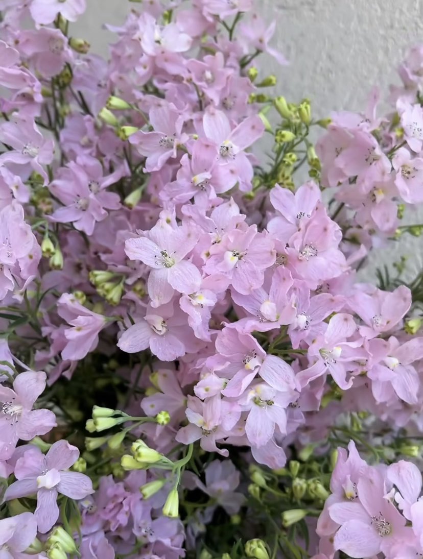DVFlora tweet media