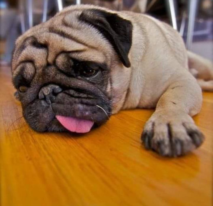 pugloverstw's tweet photo. Perfect shoot🥰 https://t.co/0KW5c71A8O