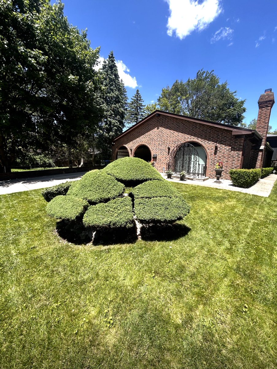 lamberti_tommy's tweet image. I started Lamberti’s Landscaping Company (LLC) in 5th grade. Now I’m proudly tending to 7 happy customers every week.  Being active in the community makes it a great summer gig!