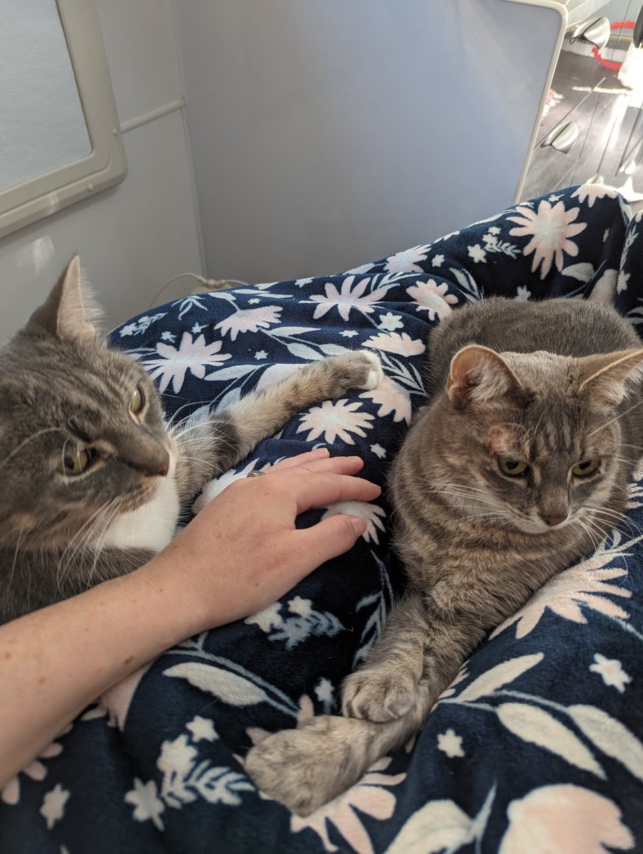 When life hasn't gone according to plan but at least you have your cats 🥰

Nyx (Right) is recovering from some dermatitis. It's a curse to us all!