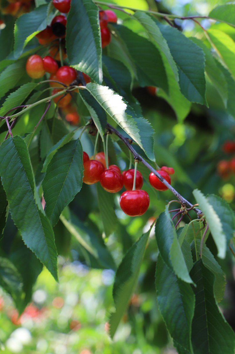 あまーいさくらんぼが実りましたぞ〜🍒✨
さくらんぼ狩りは6月15日からですぞ！
おいしいさくらんぼを食べてほしいですぞ❗️

#JA会津よつば　#会津よつば　＃会津若松市　#さくらんぼ狩り　#さくらんぼ　#食べ放題　#フルーツ　#会津観光