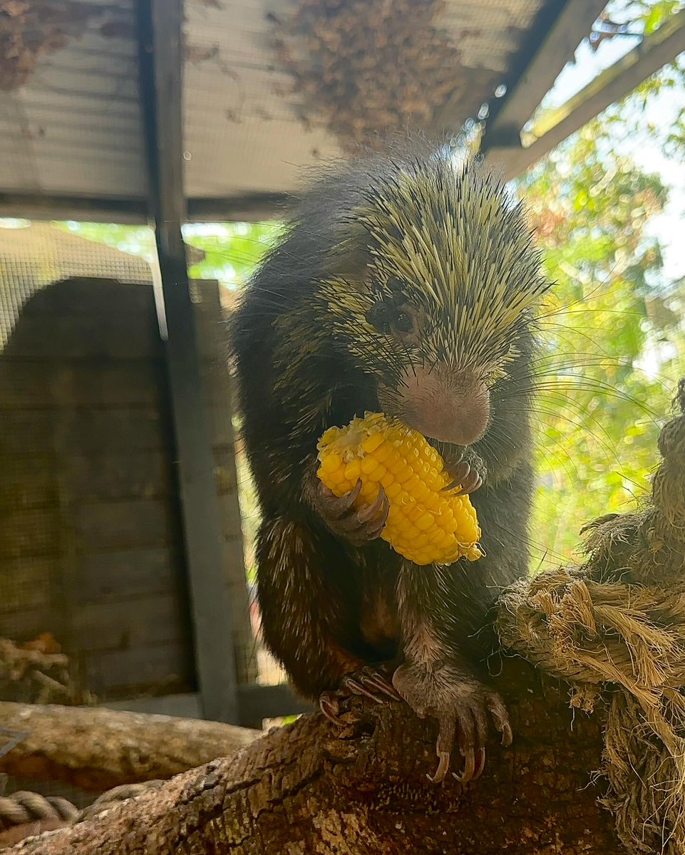 ZooBelize's tweet photo. Happy Tuesday from Branchy!
The Mexican hairy dwarf porcupine is primarily a frugivorous creature, meaning they mostly eat fruits, nuts, and seeds. Recently, the zookeepers discovered that Branchy is a big fan of corn!
#belize #belizezoo #bestlittlezoointheworld #animalsofbelize https://t.co/dgh8RYzHd7