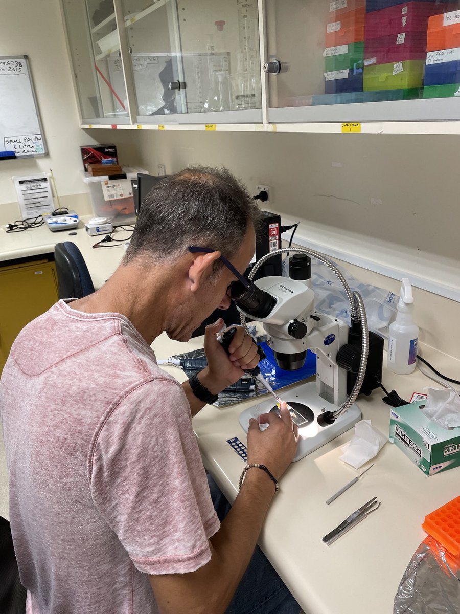 End of an era: after 27 years working on the critters, this is the final experiment (and replicate) on guppies. Happy to share the moment with ⁦<a href="/lu_fitz/">luisa fitzpatrick</a>⁩, visiting from UTas. Next stop for the fish is Monash with ⁦<a href="/BBM_Wong/">Bob Wong (@bbmwong.bsky.social)</a>⁩