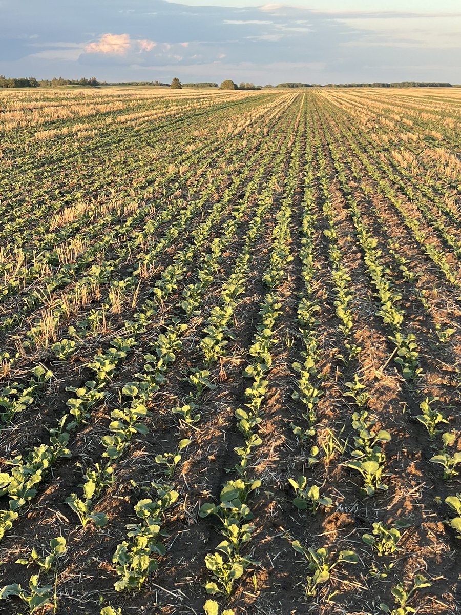 Pretty happy with the canola so far