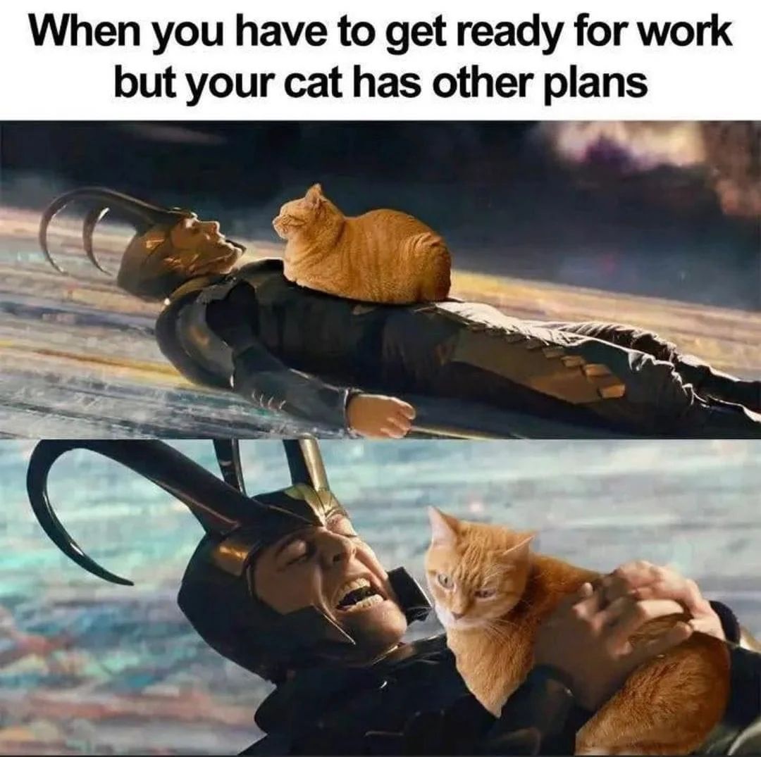 WholesomeMemes tweet media