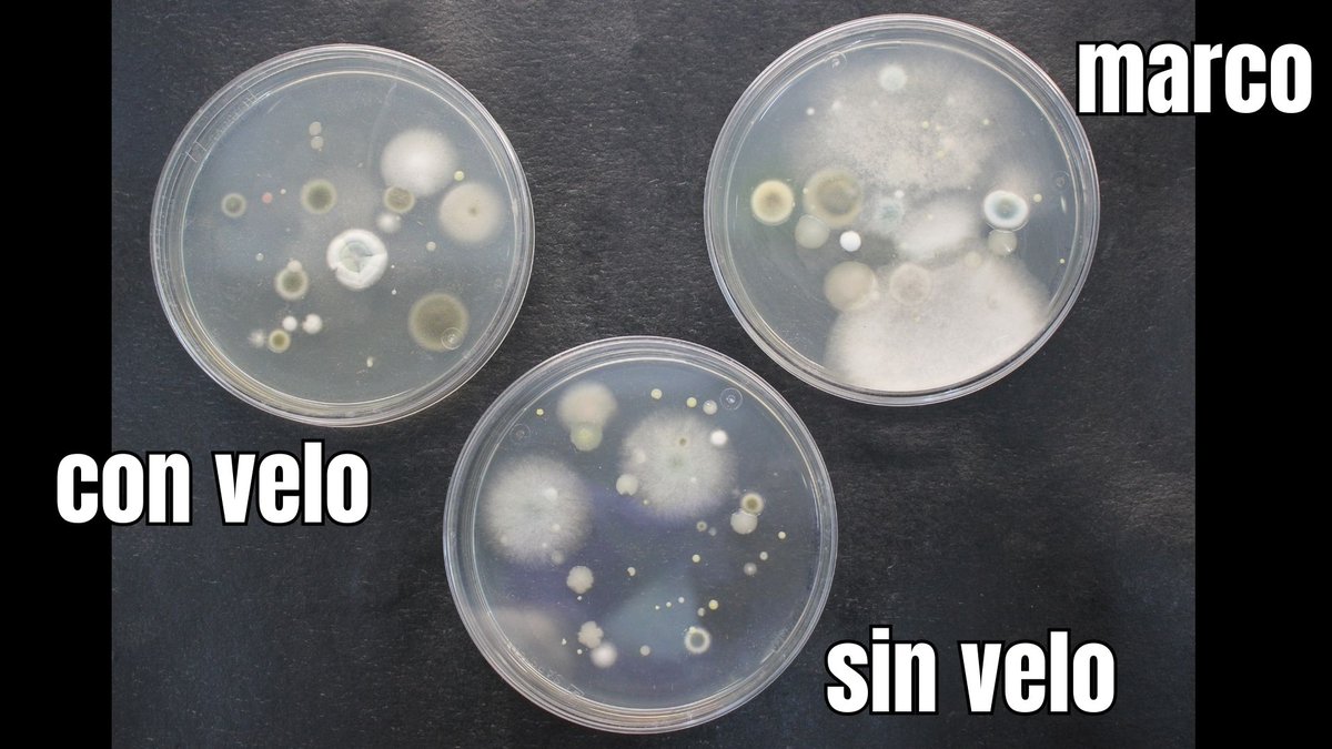 erika tarilonte tweet media