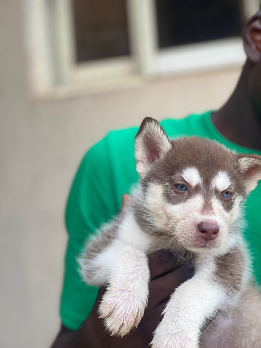 BrazenPaws's tweet photo. Fluffy Female Siberian husky puppies available for new homes. 
Age- 6weeks+ 
Location- Ibadan (waybill or Pickup available)
Price- 400k
Vaccinated and Dewormed 
☎️ 07084191844
https://t.co/wZwZkK52Lv https://t.co/deJJGLlC07