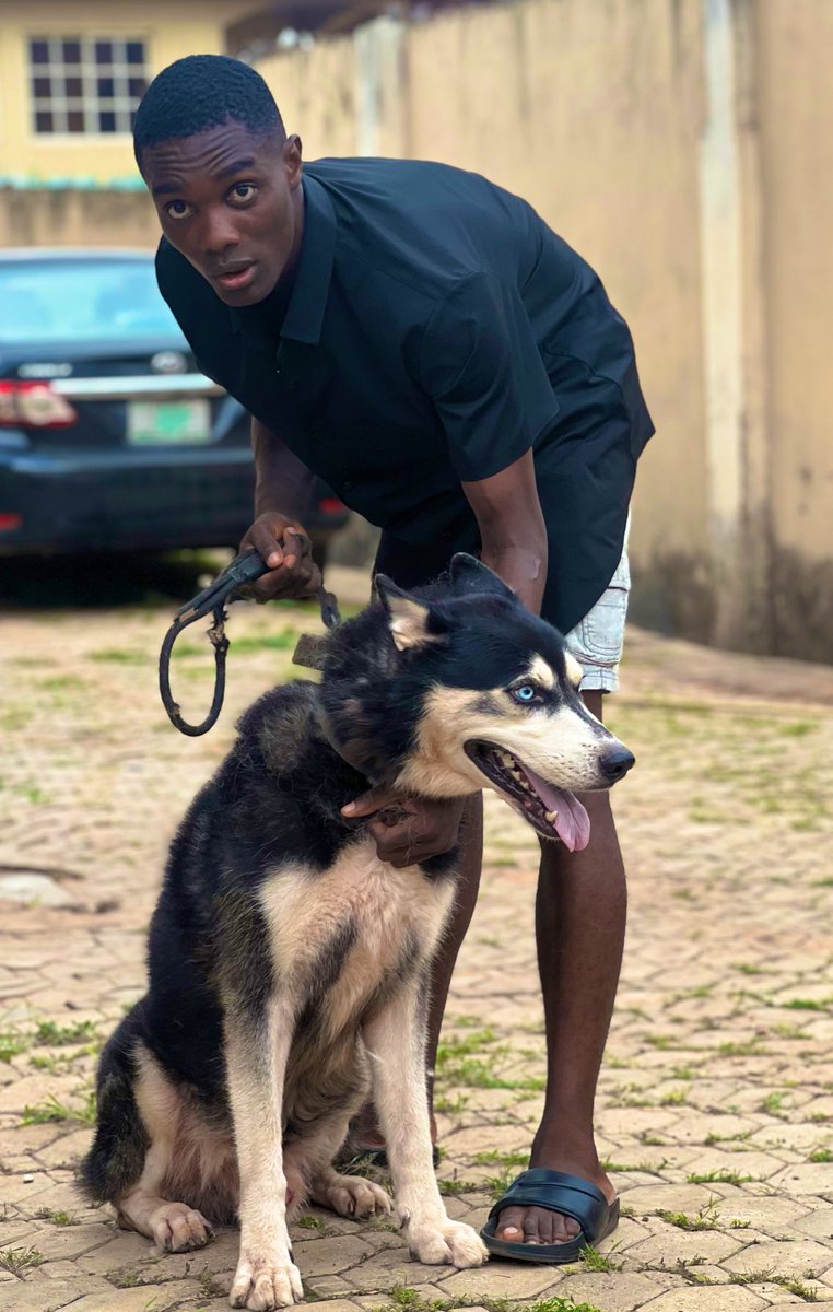 BrazenPaws's tweet photo. Fluffy male Siberian husky puppies available for new homes. 
Age- 6weeks+ 
Location- Ibadan (waybill or pickup available)
Price- 350k
 Vaccinated and dewormed 
☎️ 07084191844
https://t.co/wZwZkK5AB3

Sire to Puppies in last slide💙 https://t.co/1gGPBjk5Qe