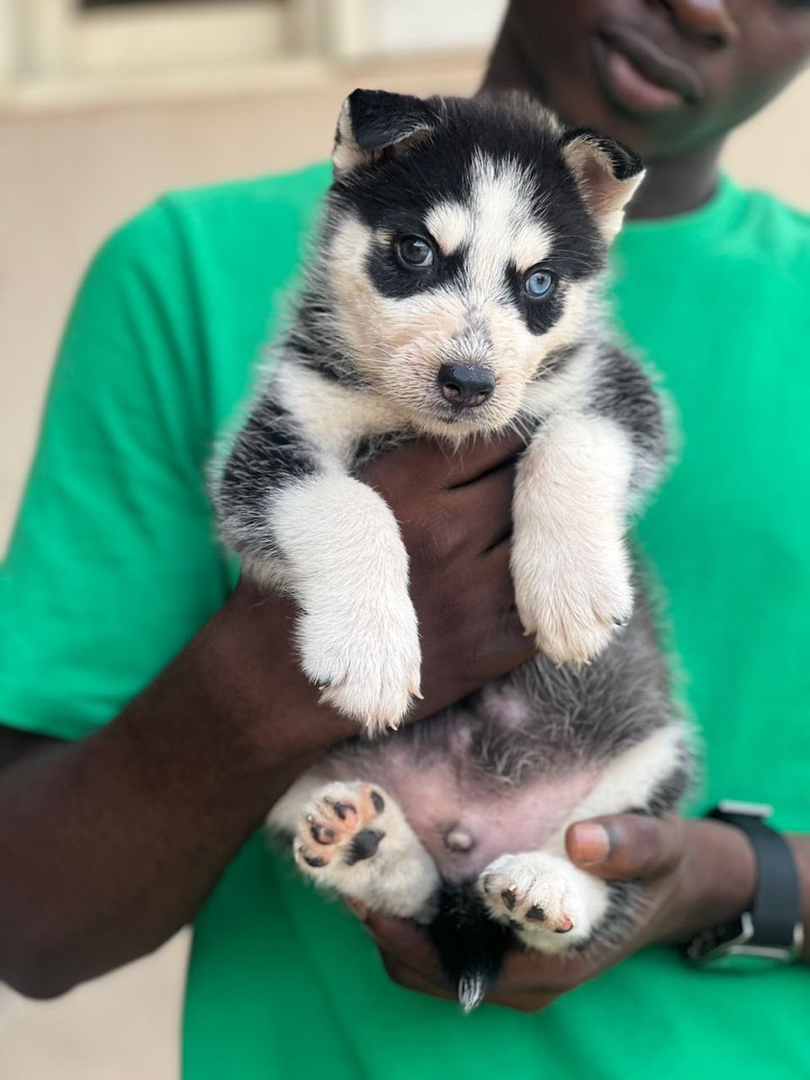 BrazenPaws's tweet photo. Fluffy male Siberian husky puppies available for new homes. 
Age- 6weeks+ 
Location- Ibadan (waybill or pickup available)
Price- 350k
 Vaccinated and dewormed 
☎️ 07084191844
https://t.co/wZwZkK5AB3

Sire to Puppies in last slide💙 https://t.co/1gGPBjk5Qe