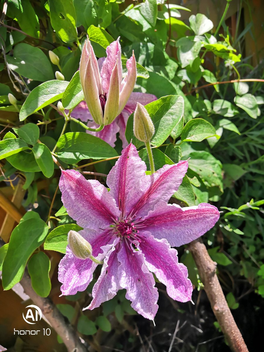 A nice morning folks, the wind has died down a bit, clans claimed his spot for a wee catnap. Seeds going slowly in the greehouse. Quite a few fails. Hopefully some warm clear weather to come soon help my seeds along and get some heat as im bloody froze to bits most o the time 🧙‍♀️