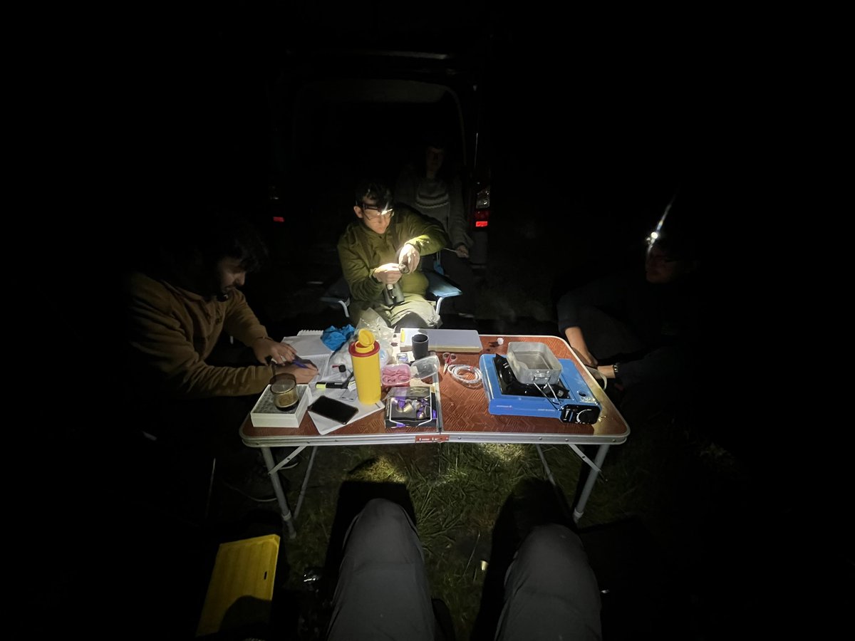 RevNJ's tweet photo. Feels like Belgian #nightjars are having a hard time. Cold, wet and likely the absence of sufficient #moths. Found four abandoned nests yesterday. Captured males weigh only 60g (normally 65-75) and are very skinny. https://t.co/HPSdoPJxgL