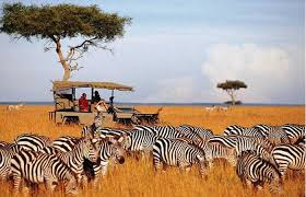 kayta_tours's tweet photo. Welcome to a world of adventure with Kayta Tours and Travel. Experience Kenya’s stunning landscapes and rich heritage like never before. 🏞️🦁 #ExploreWithKayta  uhuru #mainaandkingangi #taxtherich malawi eatThePoor ungrateful kikuyus moses kuria #riggygmovies dp rigathi gachagua https://t.co/pAk9WCc5En