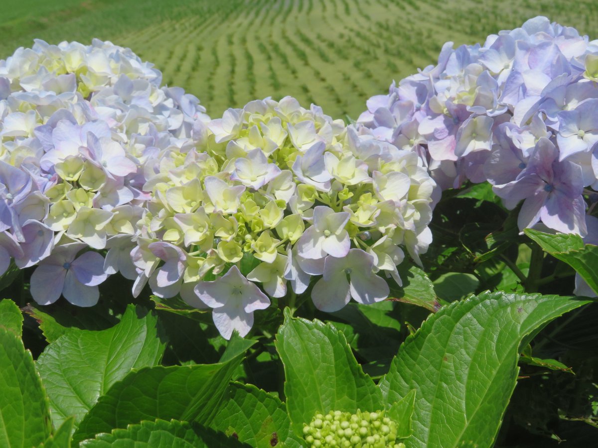 aoba_lions's tweet photo. 神奈川県開成町の「あじさいまつり」へ行って来ました。
「開成ブルー」と言われている青い紫陽花がとても綺麗です。
富士山がチラッと見えましたが写真では上手く撮れませんでした。 https://t.co/OZJiIXJhuA