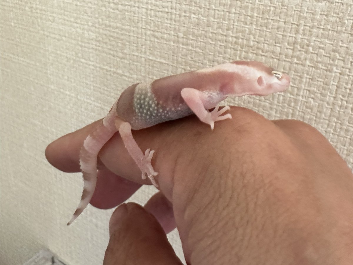 mikiimai's tweet photo. かわいい癒しの子が、我が家に🩷

ヒョウモントカゲモドキ
2024年5月11日生まれ
名前は、ちゅるり

名付けはT2です。

@mudman_sengawa https://t.co/pDSDaXzZpU