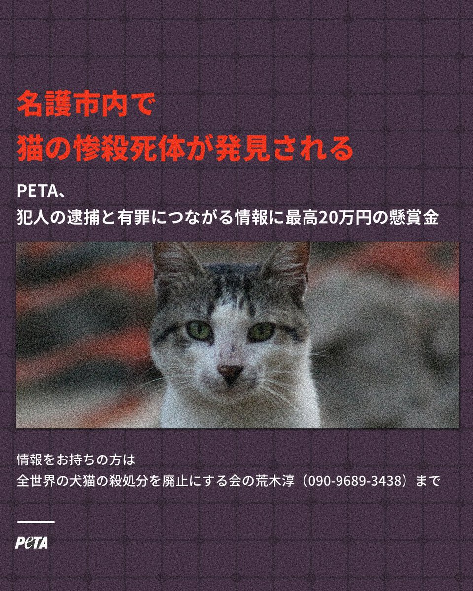 petaasia_japan's tweet photo. 6月11日、名護市内で猫の惨殺死体が発見されました。PETAは、犯人の逮捕と有罪につながる情報に最高20万円の懸賞金を提供します🚨

真相究明にご協力ください❗ https://t.co/W8p8WRvZPp