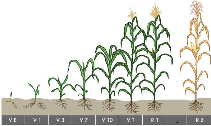 demi_farm's tweet photo. Did you know? Crops undergo various stages of vegetation. For maize, these stages are: -๐ฝ V : General vegetative stages - ๐ทVT: Vegetative stage when tasseling begins - maize plantation. please information call this number. +254768494209
Did you #MaizeFarming #farmexplore https://t.co/bMrs2cKERv