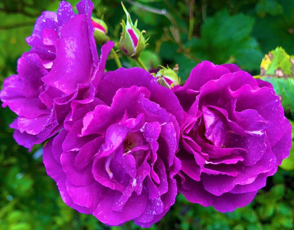 2AimeePhillips's tweet photo. Good morning Beautiful People🥰
Wonderful Wednesday to you all, have a beautiful day and share those amazing smiles.
What simple things make you happy, today?
 #Weather #naturewalk  #StormHour @ThePhotoHour #Nature #Gardener #RoseWednesday #wildflowers #Gardening #DavidAustinRose https://t.co/k6yxlKgWwL