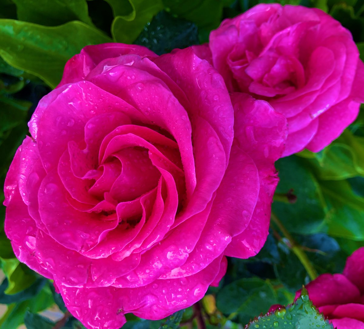 2AimeePhillips's tweet photo. Good morning Beautiful People🥰
Wonderful Wednesday to you all, have a beautiful day and share those amazing smiles.
What simple things make you happy, today?
 #Weather #naturewalk  #StormHour @ThePhotoHour #Nature #Gardener #RoseWednesday #wildflowers #Gardening #DavidAustinRose https://t.co/k6yxlKgWwL