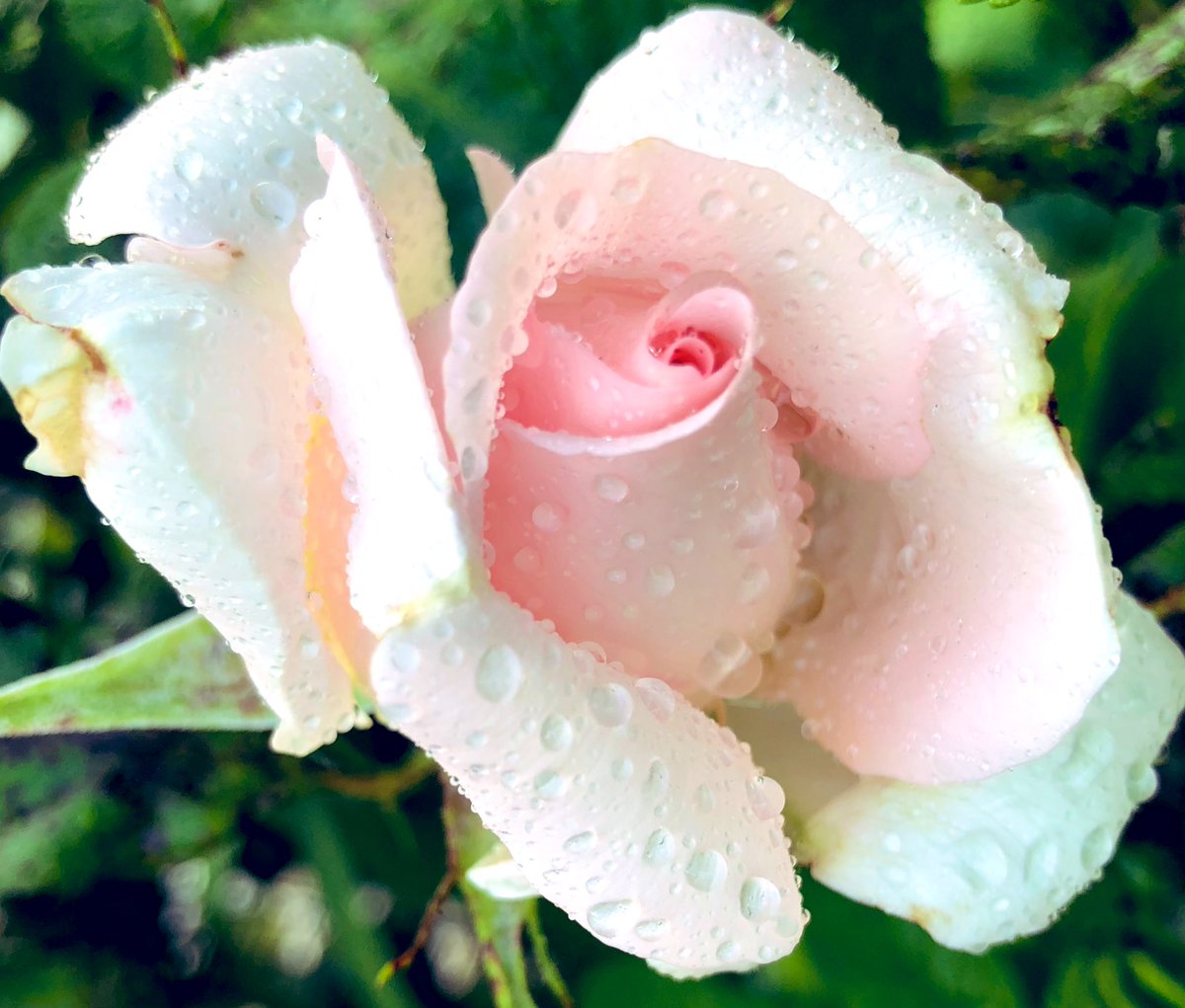 2AimeePhillips's tweet photo. Good morning Beautiful People🥰
Wonderful Wednesday to you all, have a beautiful day and share those amazing smiles.
What simple things make you happy, today?
 #Weather #naturewalk  #StormHour @ThePhotoHour #Nature #Gardener #RoseWednesday #wildflowers #Gardening #DavidAustinRose https://t.co/k6yxlKgWwL