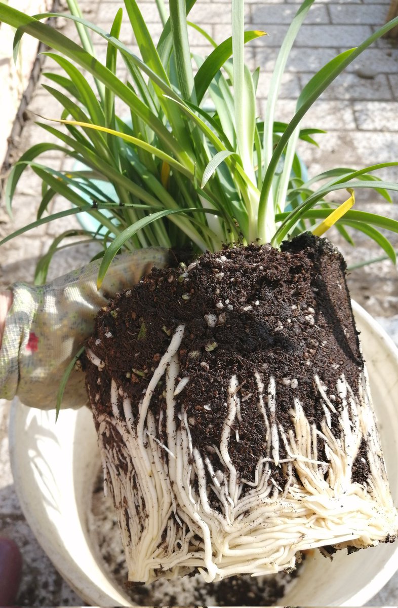 yumg7426's tweet image. アガパンサスの苗を買ったらこんなに太い根っ子だった!
#アガパンサス
#根っこ
#ガーデニング