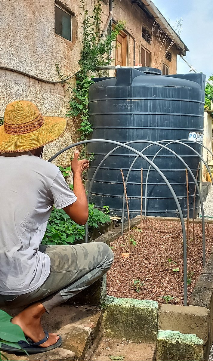 EvolvingVintage's tweet image. The Engineer himself. 👨🏽‍🌾
He did all the building of our concrete beds by himself because if you want to get something done perfectly, you have to do it yourself in this country 😃