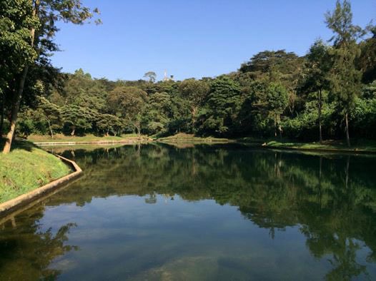 Facts about Kikuyu Springs; 
• Nairobi's 1st water sources in Nairobi ,built in 1913
• ⁠It lies within Athi River Catcment and it comprises of 3 springs.
• ⁠Total water production from the spring is estimated to be 6000 cubic meters  per day.