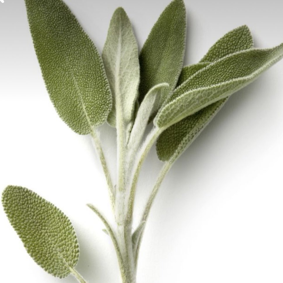 Many customers ask what to grow in Verda Garden Modular. One herb we often recommend is sage.🌱

👩‍🍳Sage has a warm, earthy flavor that pairs beautifully with savory dishes. You can simply rub salt🧂, garlic🧄, and chopped fresh sage onto a pork tenderloin before roasting. #herb