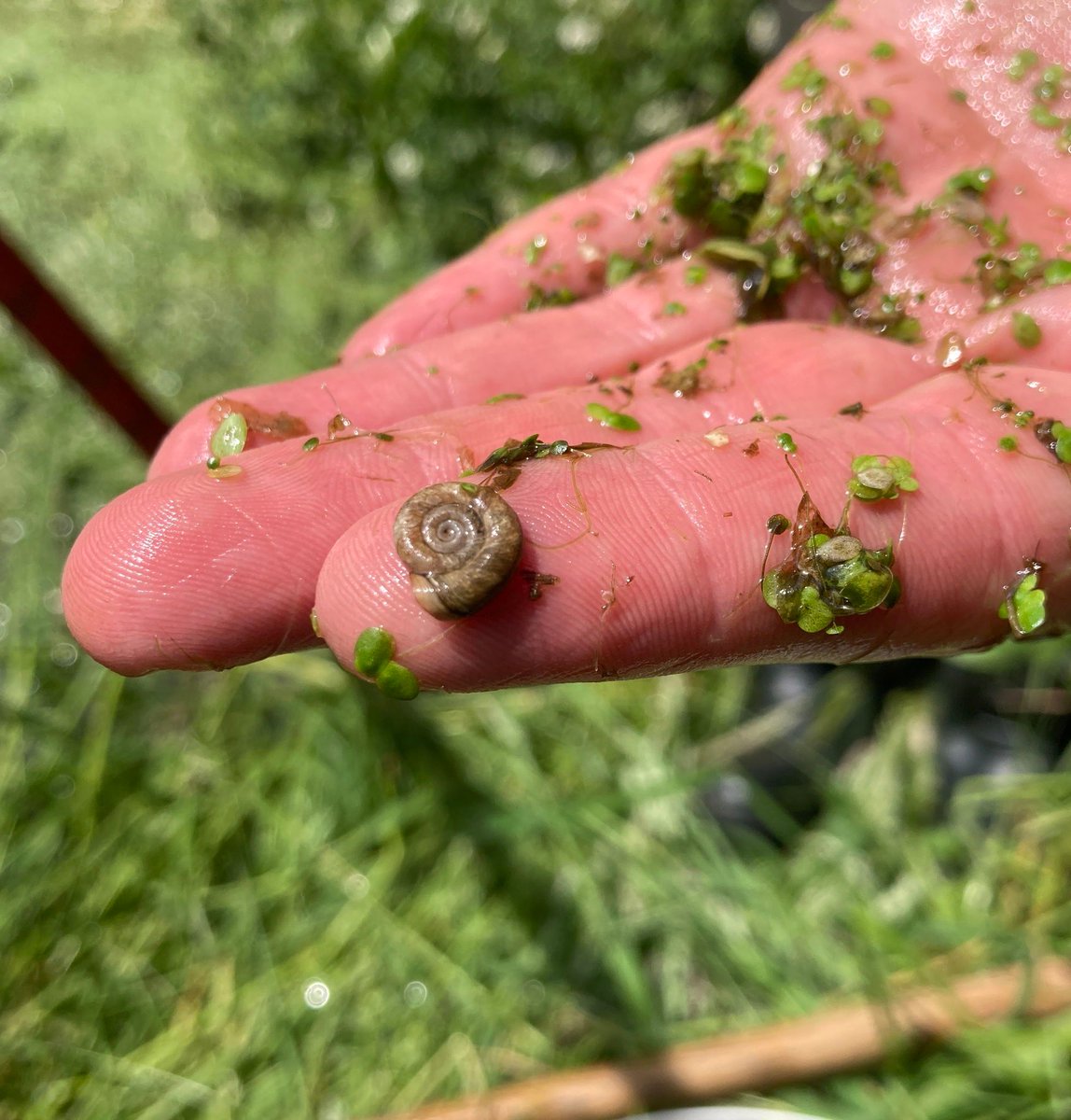 Railway Land Wildlife Trust tweet media