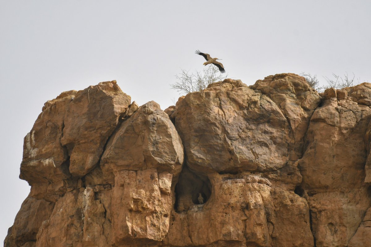 Sahara_CF's tweet photo. Fin mai, nos équipes ont mené une mission de suivi &amp; identification des nids de vautours dans le massif du Koutous, Niger.
La saison de reproduction des vautours de Rüppell étant finie, notre mission s’est portée sur les vautours d’Egypte, dont la période de reproduction continue https://t.co/8WjEPZ4IXv