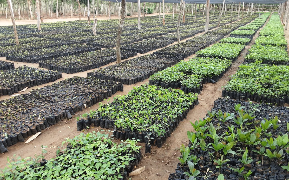 500,000 newly-hatched, carbon-hungry tree soldiers undergoing initial training prior to deployment on the climate change front line in tropical Africa or put another way - yesterday at the community tree nursery, Boré, Kenya. 🙏 <a href="/walesandafrica/">Cymru ac Affrica | Wales and Africa</a> <a href="/WCVACymru/">WCVA | CGGC</a> climateshop.org