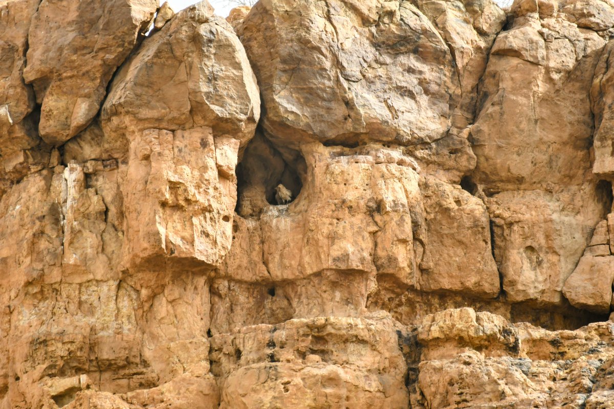 Sahara_CF's tweet photo. Fin mai, nos équipes ont mené une mission de suivi &amp; identification des nids de vautours dans le massif du Koutous, Niger.
La saison de reproduction des vautours de Rüppell étant finie, notre mission s’est portée sur les vautours d’Egypte, dont la période de reproduction continue https://t.co/8WjEPZ4IXv