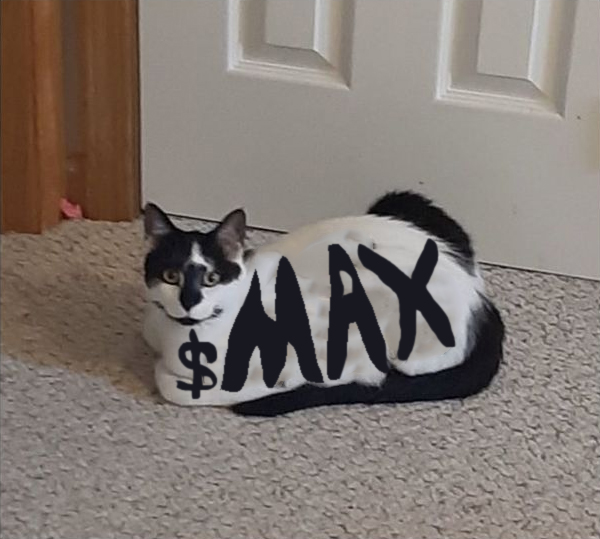 MaxCoinSOL's tweet photo. The only cat you need 😤

$MAX #MaxBid https://t.co/UjgRe9nVyd