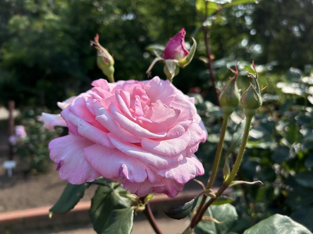 greencraft2024's tweet photo. 気温30℃近くまで上がった大仙市大曲
秋田県立農業科学館のバラも大きな花を咲かせていて見頃を迎えています
#農業科学館 #グリクラパーク #大仙市 #大曲 #バラ https://t.co/13oWT2osSh
