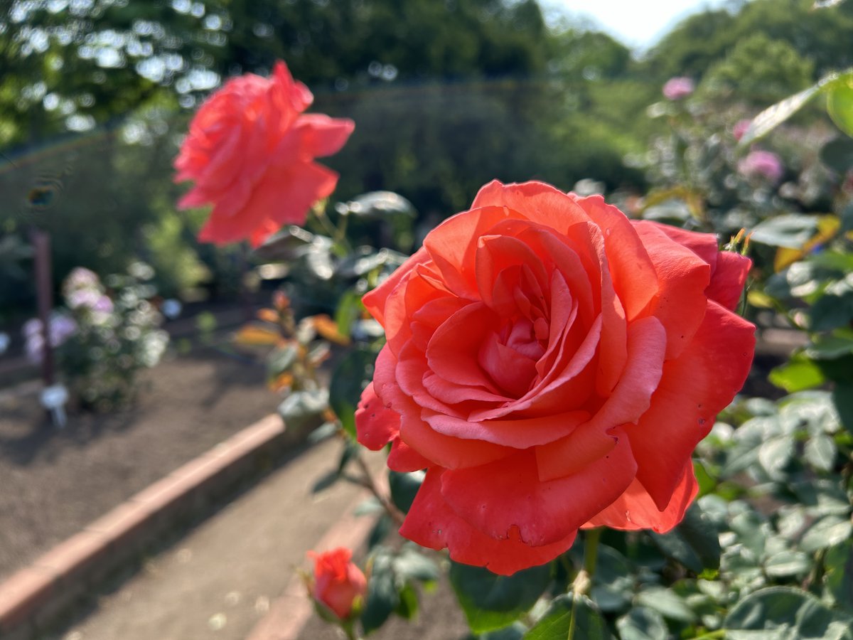 greencraft2024's tweet photo. 気温30℃近くまで上がった大仙市大曲
秋田県立農業科学館のバラも大きな花を咲かせていて見頃を迎えています
#農業科学館 #グリクラパーク #大仙市 #大曲 #バラ https://t.co/13oWT2osSh