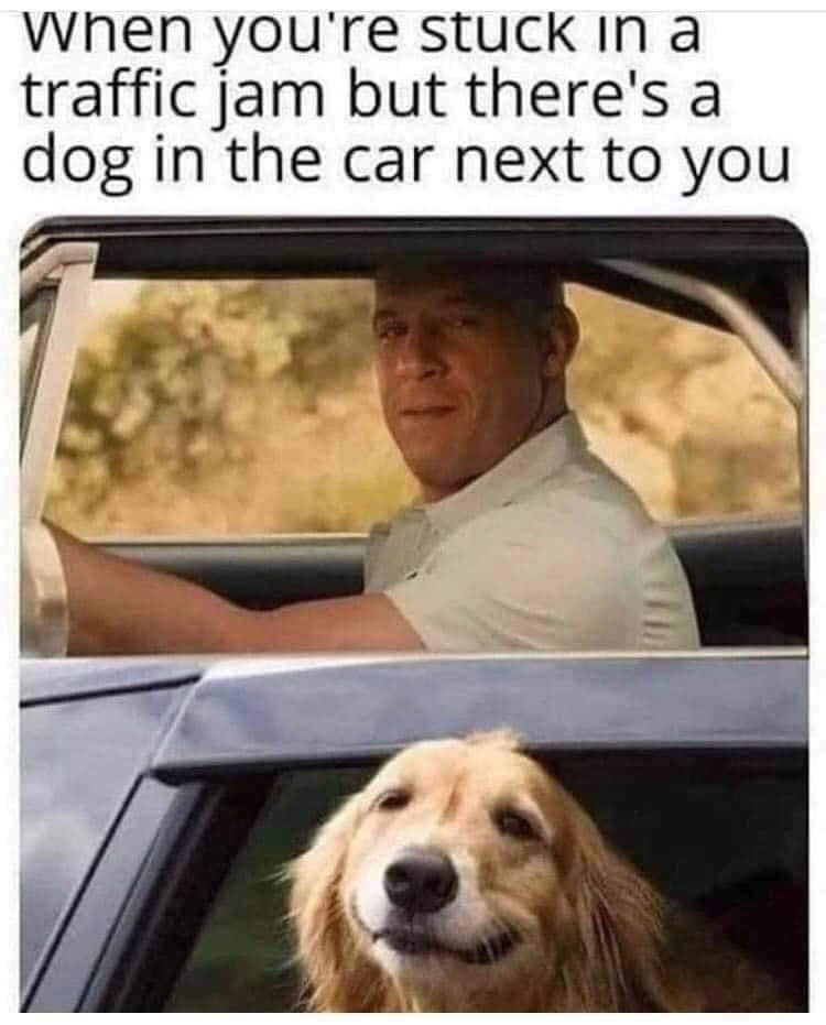 HeckinGoodDogs's tweet photo. https://t.co/3xUA9B6dPO