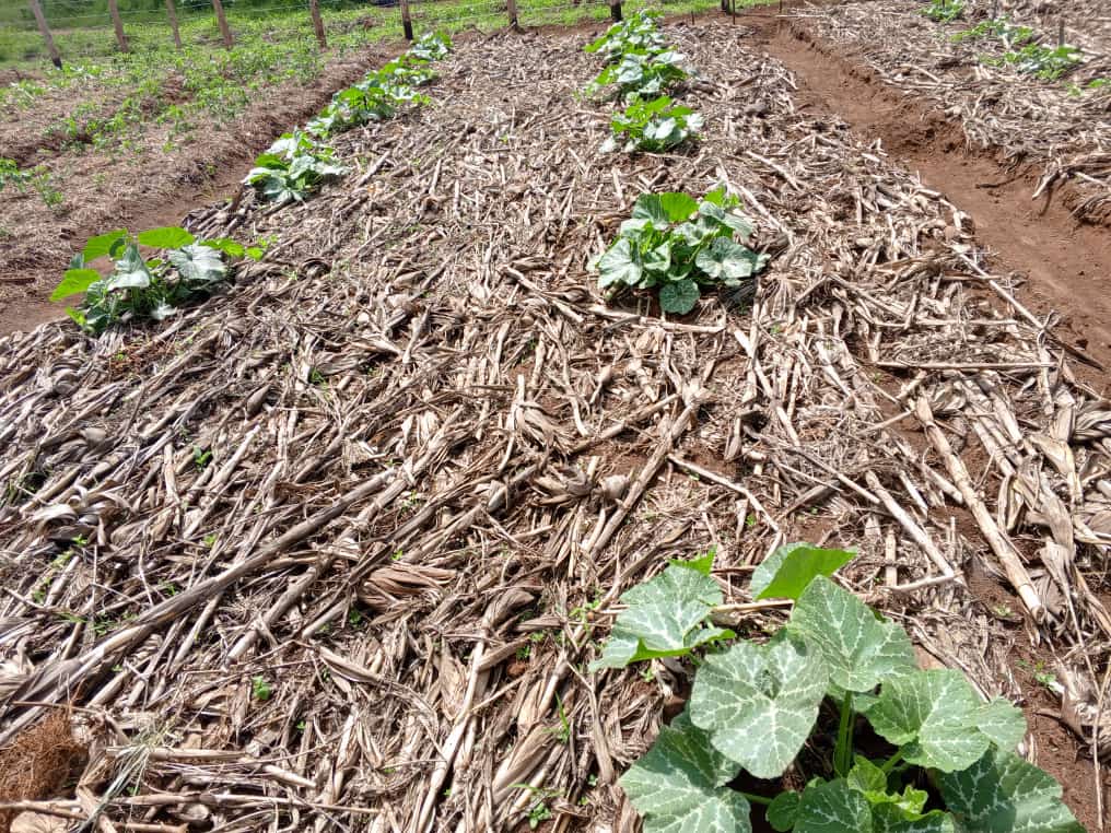centre4ideaz's tweet photo. Well mulched pumpkins with the required spacing. https://t.co/4kRg9iDtRY