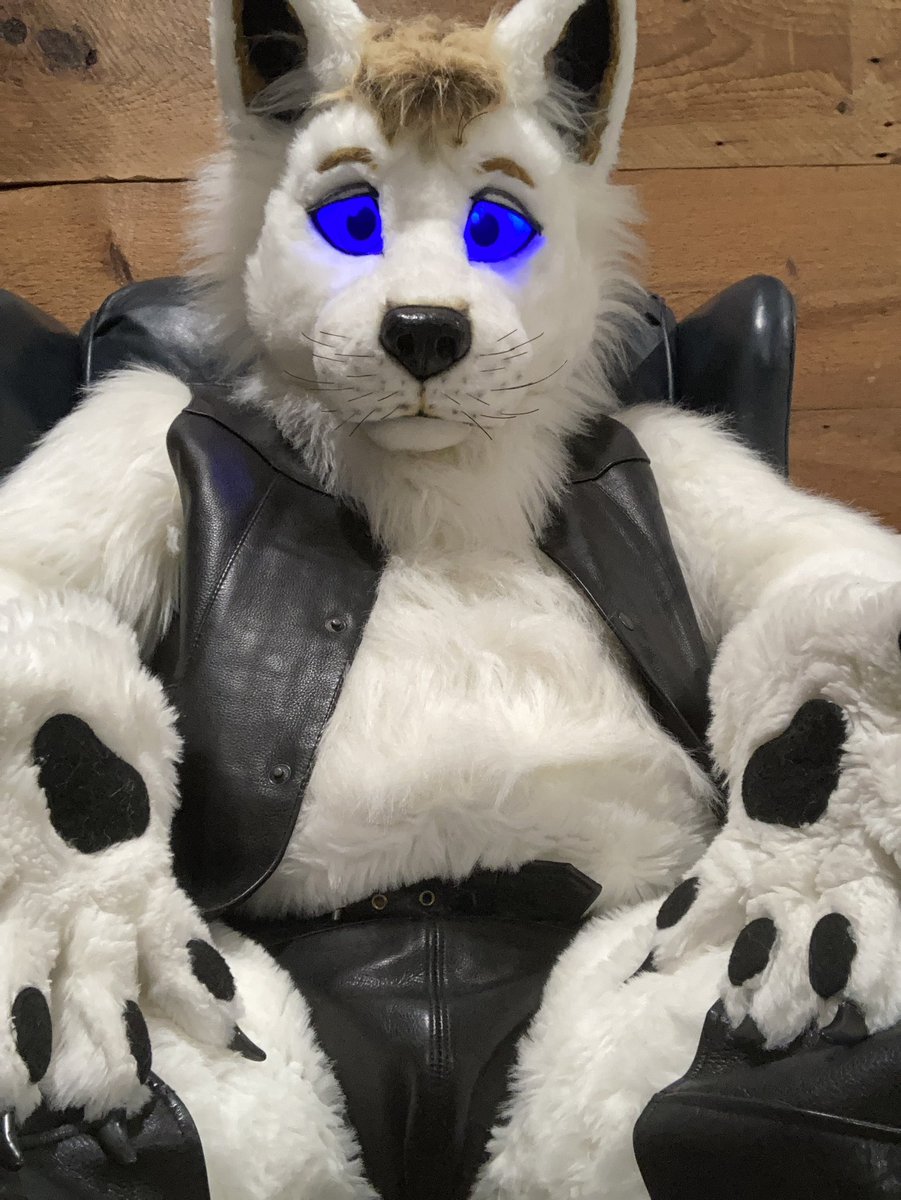 damaronwolf's tweet photo. Dad crotch chair sits. Let’s double down and keep the viewers panting. 
#onethousand #furry #wolf #leatherdad https://t.co/YaUNN6DchU