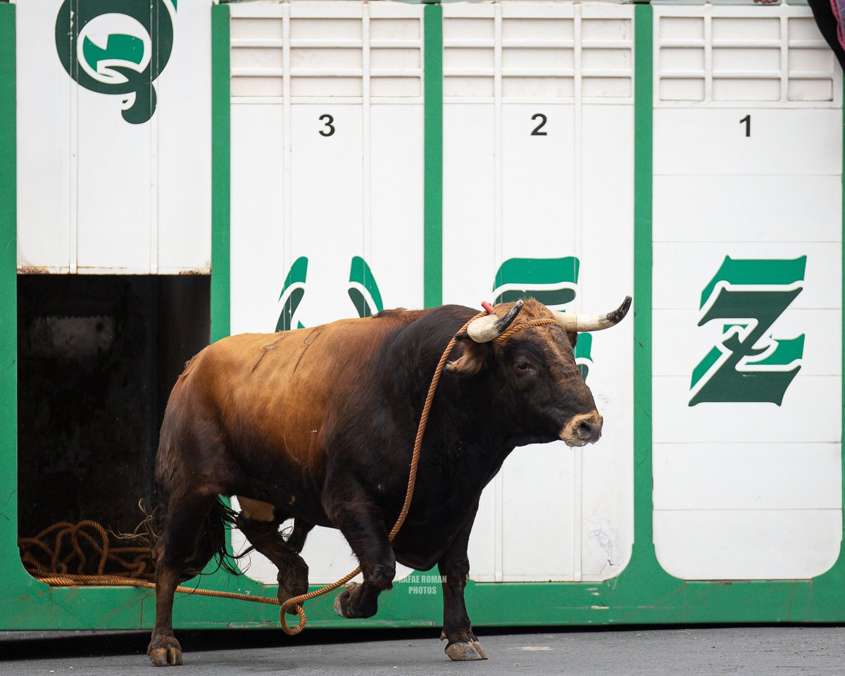 PeredaDehesilla's tweet photo. Espectacular nuestro "𝐕𝐢𝐝𝐫𝐢𝐞𝐫𝐨" número 𝟕𝟗, toro de cuerda, en las fiestas de @CruzdelCerrillo, el pasado 8 de junio ✨

📸 @RafaeromanSport

#PeredayDehesilla https://t.co/StNhnUm1ez