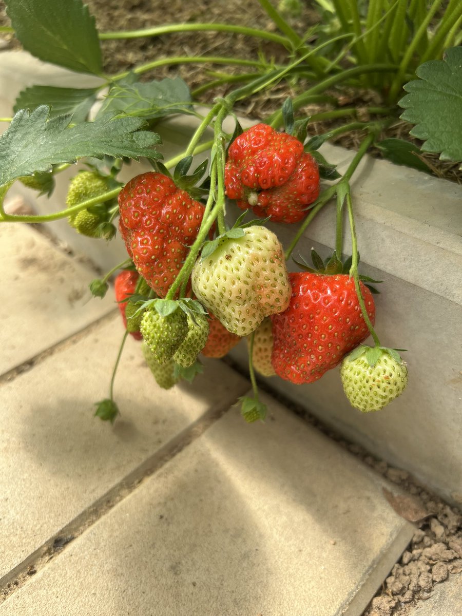 benscomsica1973 tweet media