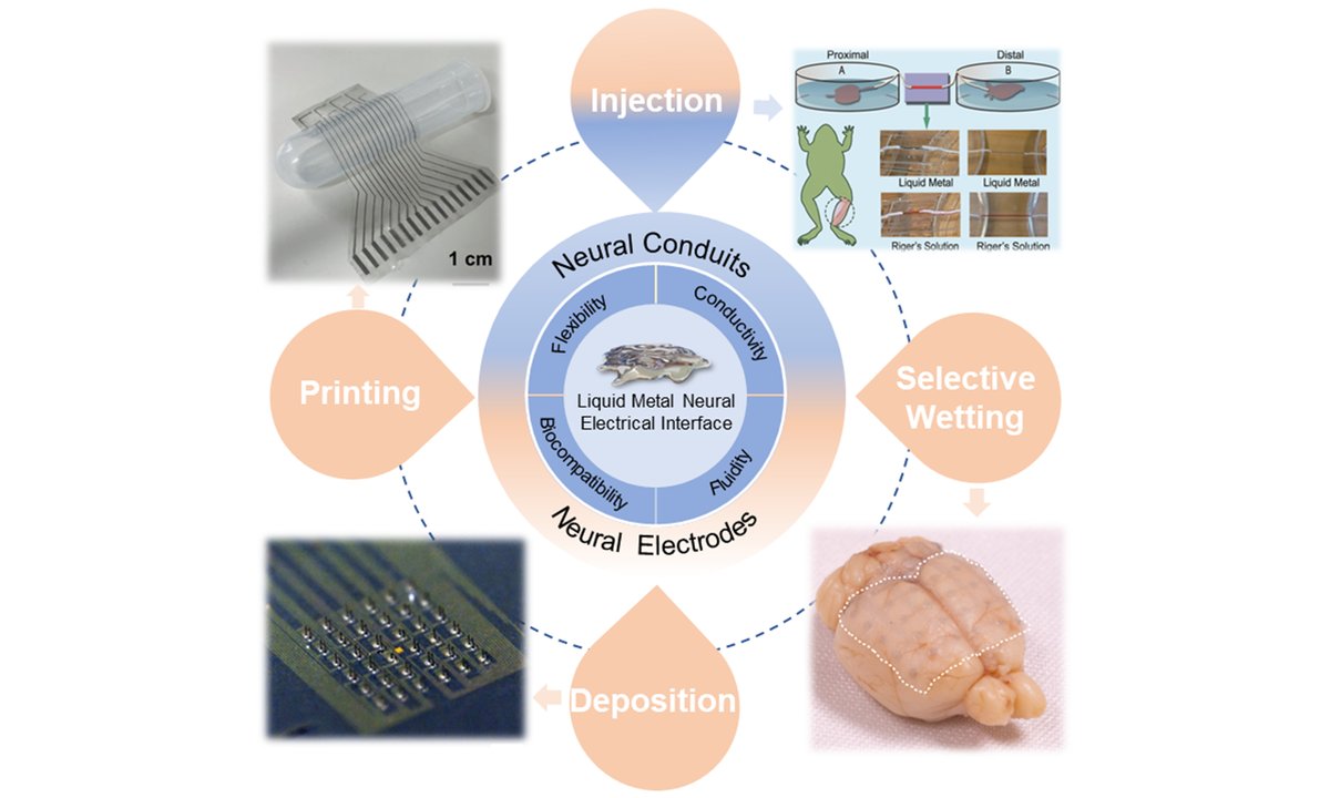 OAE_SoftScience's tweet image. 🎉New Review Article!
Title: Liquid metal neuro-electrical interface
Corresponding authors: Prof. Jing Liu, and Prof. Lei Li
🔑Welcome to read and share:
oaepublish.com/articles/ss.20…
#Liquidmetal #neuralinterface #neuralelectrode