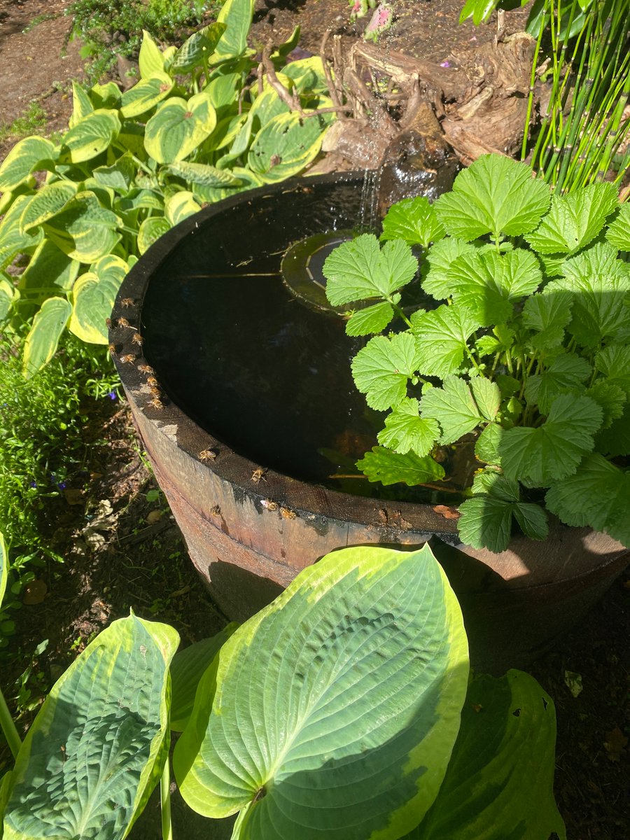 Pollen Buzz Initiative tweet media