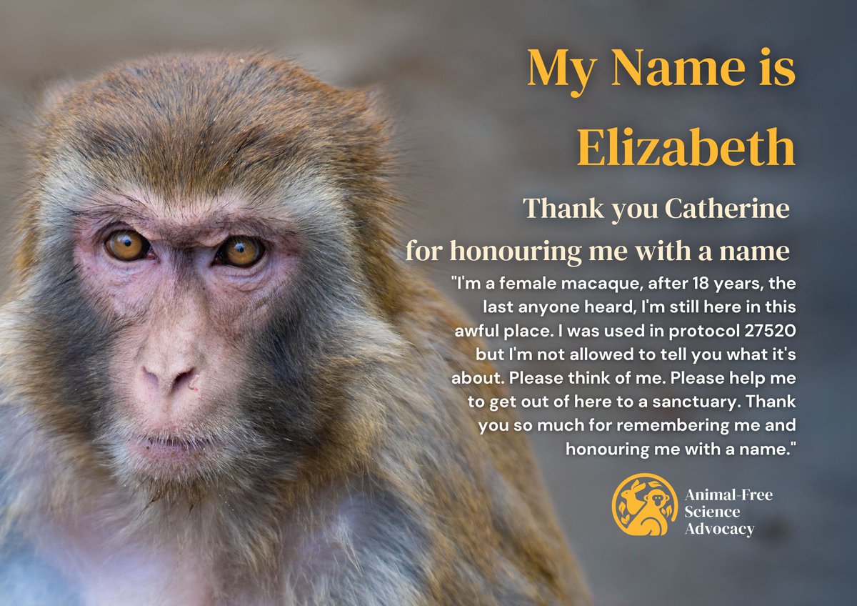 AnimalFreeSci's tweet image. 🌟 Catherine is true champion for primates in labs! 🐒 they’ve named Elizabeth with our bronze package and given meaning to a #primate&apos;s story. Join our &apos;Honour Me With A Name&apos; campaign here bit.ly/PleaseHonourMe…  #HonourMeWithAName #BanPrimateExperiments