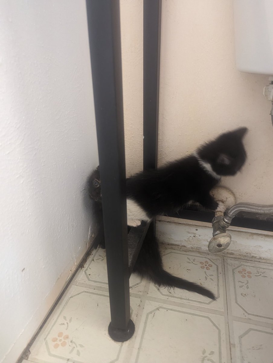 TheMostlyGoats's tweet photo. Kittens in the kitten corner again! https://t.co/n9KqT5O4G9