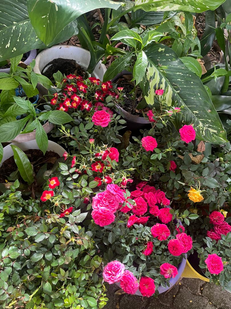 adelina_mzelela_flowers (@adeflowers_tz) on Twitter photo 