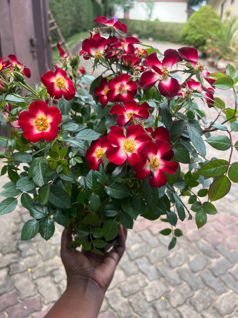 adelina_mzelela_flowers (@adeflowers_tz) on Twitter photo 