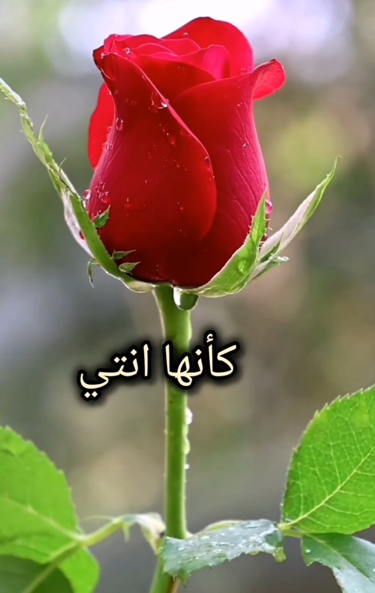 roo7alsaraya's tweet photo. @sabanoo07505009 فعلآ اصبح هم الامان الاول بعد امان الله 🙏
الاجمل مداخلتك الأكثر من رائعة ✍️
الجميلة 🌸#Sabaa https://t.co/Z6iXo39Fzl