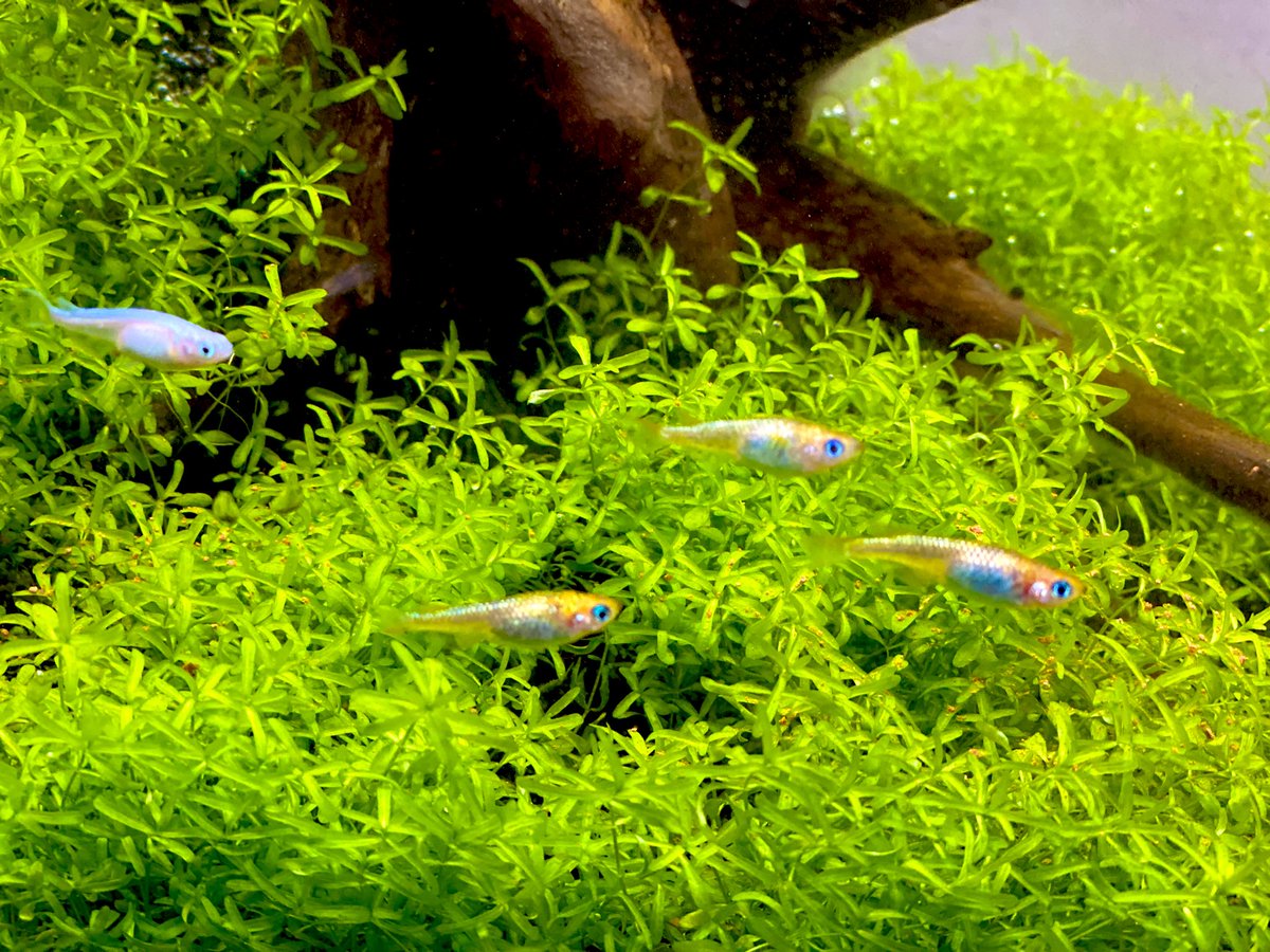 sen9t's tweet photo. パイロットフィッシュ🐠 https://t.co/kZ4pmFGyuL