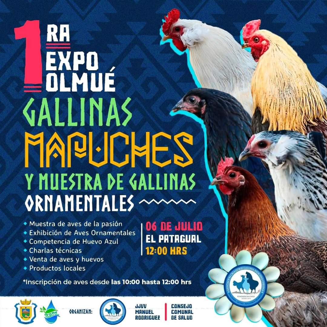 GMapuches's tweet photo. Estimados criadores, la nueva fecha para la Expo Olmué. 6 de julio 2024
#GallinasMapuche https://t.co/qPif1EdWla