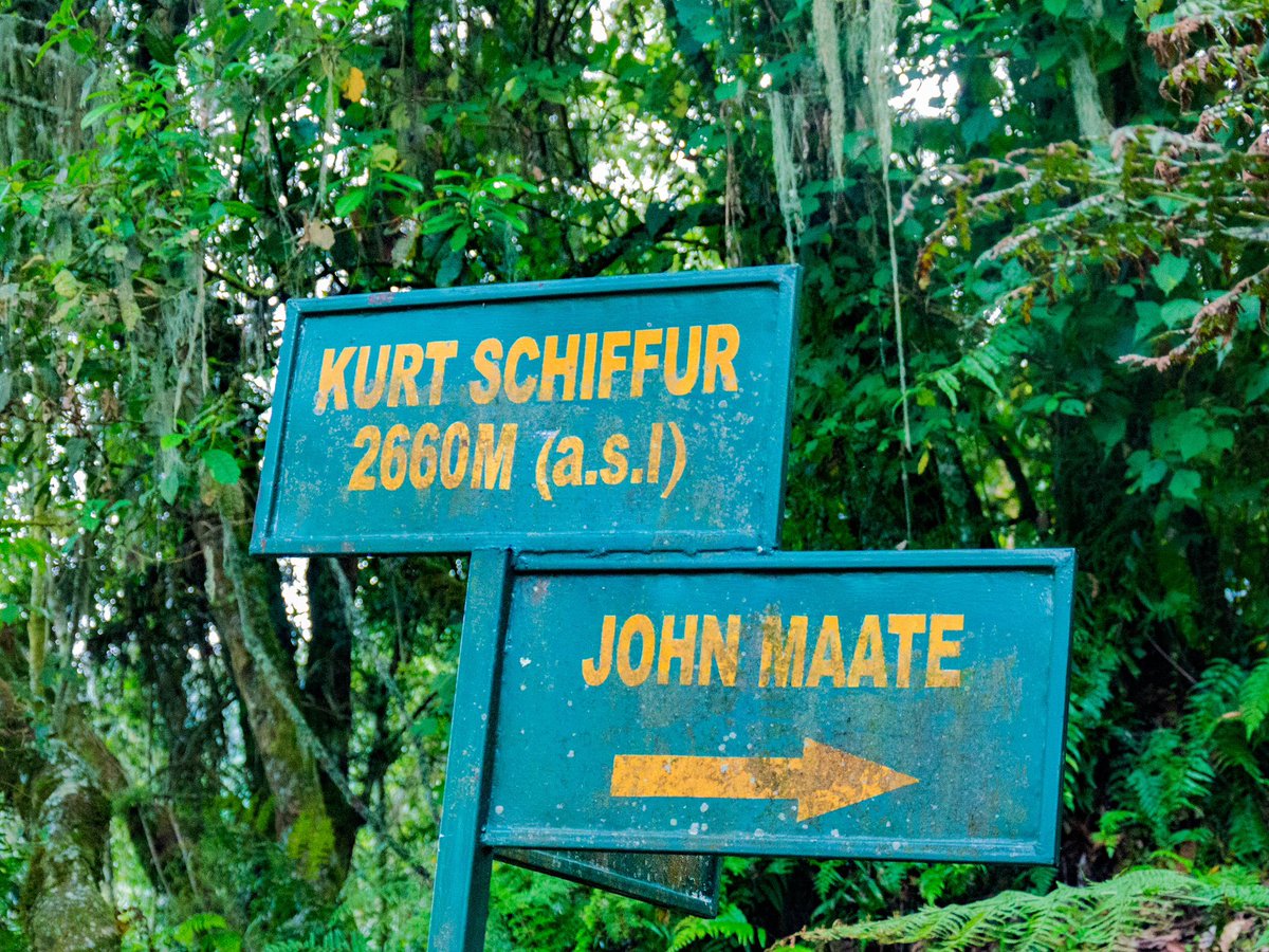 GiraffeSights's tweet photo. Have you visited Rwenzori Mountains National Park before?! 

Giraffe Sights Africa takes you there to witness the majestic melting glaciers. 

For inquiries, email us at info@giraffesightsafrica.com

Visit our website at https://t.co/opx1tqHbZ5

📸Credit: @ZumaMukalazi https://t.co/1xxM00K6w6