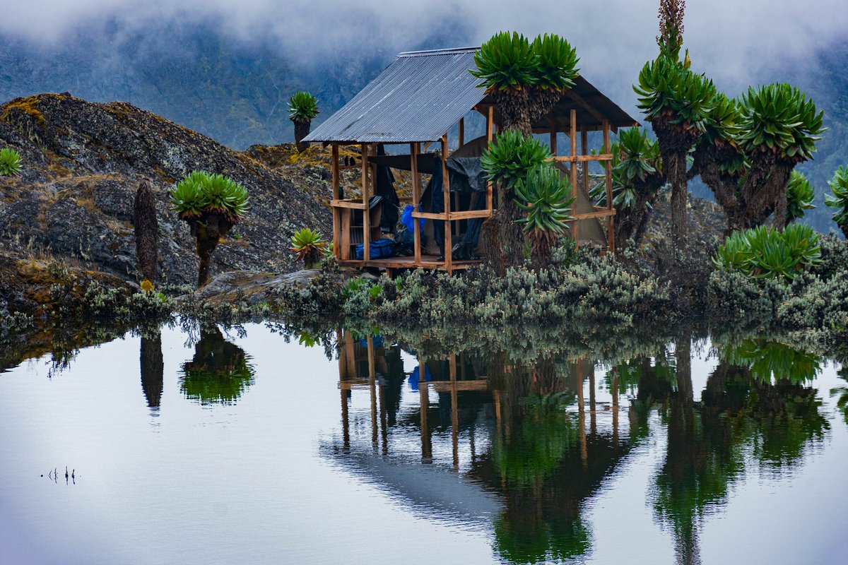 GiraffeSights's tweet photo. Have you visited Rwenzori Mountains National Park before?! 

Giraffe Sights Africa takes you there to witness the majestic melting glaciers. 

For inquiries, email us at info@giraffesightsafrica.com

Visit our website at https://t.co/opx1tqHbZ5

📸Credit: @ZumaMukalazi https://t.co/1xxM00K6w6